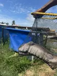 High Strength Scoop Net - 5