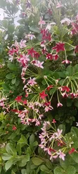 Garden City Landscaping & Gardening Services - 5