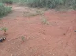 Plot of Land for Sale at Senfi Dominase - 4