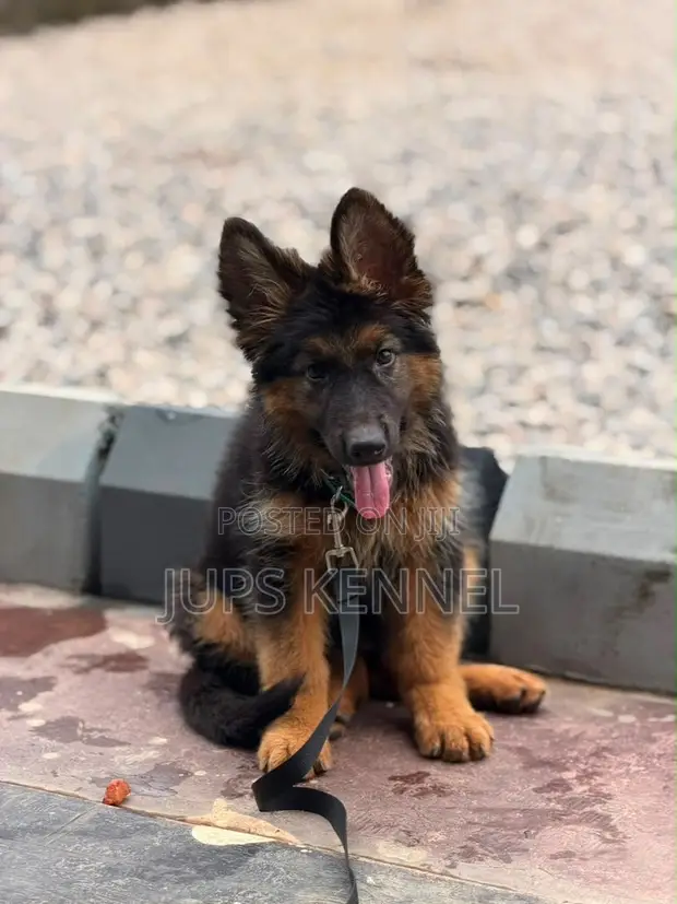 Purebred German Shepherd Puppy - 1-3 Months - 1
