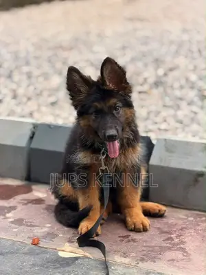 Purebred German Shepherd Puppy - 1-3 Months