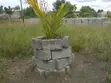 5 Plots of Land for Sale at Asutsuare Junction - 2
