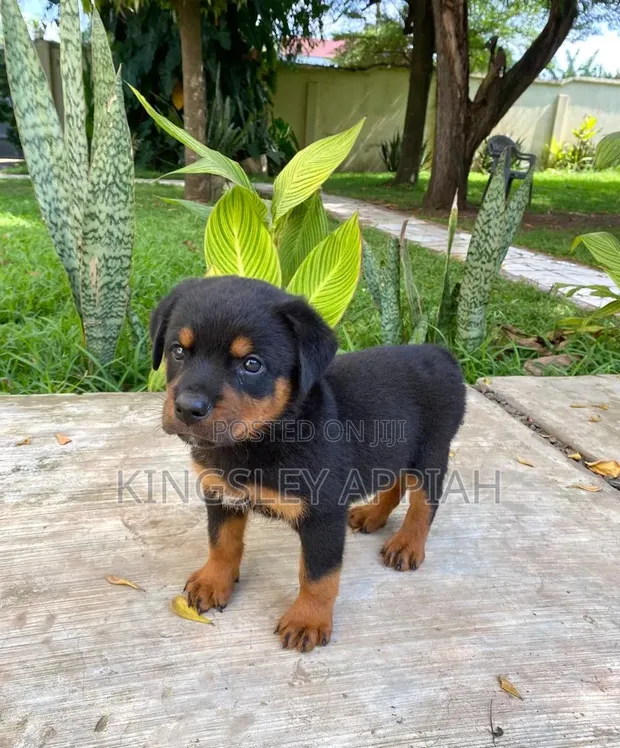 Female Purebred Rottweiler Puppy (1-3 Months) - 1