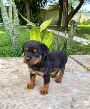 Female Purebred Rottweiler Puppy (1-3 Months)