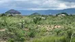 17 Acres Land for Sale - Dodowa Ayikumah - 2