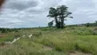 17 Acres Land for Sale - Dodowa Ayikumah - 3