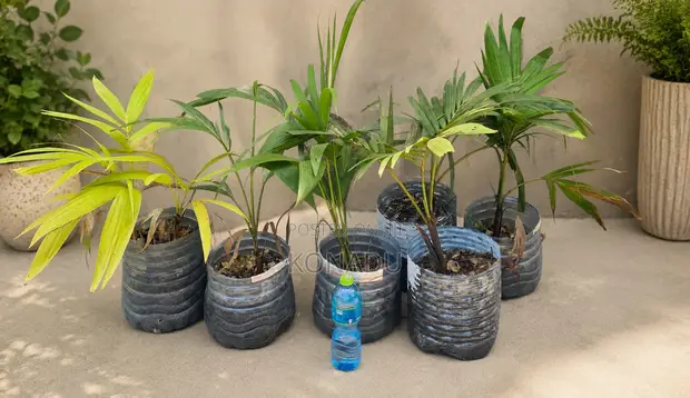 Royal Palm Tree Juveniles - 1