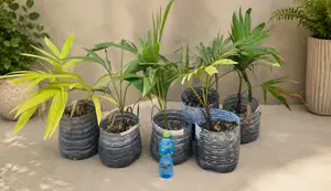 Royal Palm Tree Juveniles