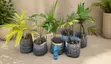 Royal Palm Tree Juveniles - 1