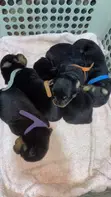 Purebred Rottweiler Puppies - 1-3 Months Old - 1