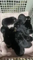 Purebred Rottweiler Puppies - 1-3 Months Old - 2