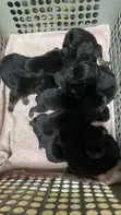 Purebred Rottweiler Puppies - 1-3 Months Old - 3