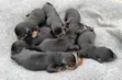Purebred Rottweiler Puppies - 1-3 Months Old - 4