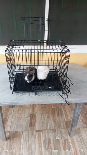 Lionhead Rabbits and Cages for Sale