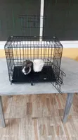 Lionhead Rabbits and Cages for Sale - 1