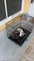 Lionhead Rabbits and Cages for Sale - 2