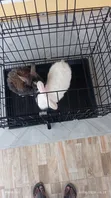 Lionhead Rabbits and Cages for Sale - 3
