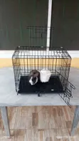 Lionhead Rabbits and Cages for Sale - 4