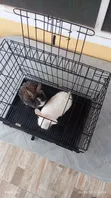 Lionhead Rabbits and Cages for Sale - 5