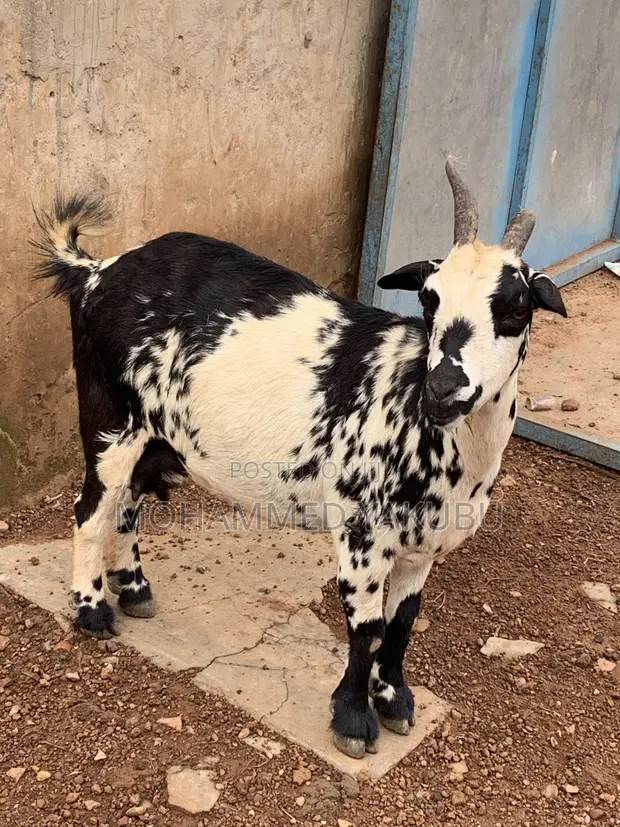 Goats for Sale - 1
