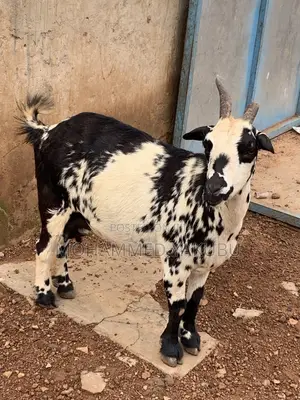 Goats for Sale
