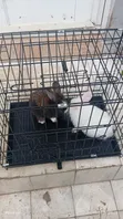 Portable Cages for Rabbits, Grasscutters, Guinea Pigs, Parrots & More - 3