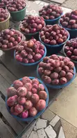 Fresh Onions - 25kg Bags & Mini Baskets - 5