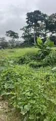 Affordable Bush Weeding Services - East Akim - 2