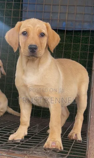 Female Purebred Boerboel Puppy (1-3 Months)