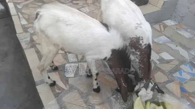 Home Breed Male Goat for Crossing & Meat - 1