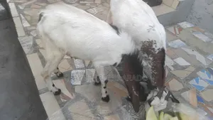 Home Breed Male Goat for Crossing & Meat