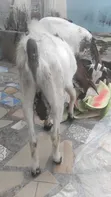 Home Breed Male Goat for Crossing & Meat - 2