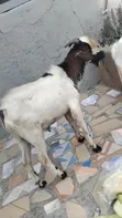 Home Breed Male Goat for Crossing & Meat - 3