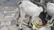 Home Breed Male Goat for Crossing & Meat - 4