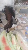 Home Breed Male Goat for Crossing & Meat - 5