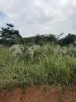 Residential Land for Sale in Akropong - 3