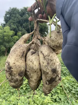 Organic White Flesh Sweet Potatoes and Vines