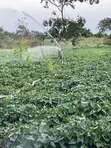 Organic White Flesh Sweet Potatoes and Vines - 2