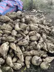 Organic White Flesh Sweet Potatoes and Vines - 3