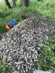 Organic White Flesh Sweet Potatoes and Vines - 4