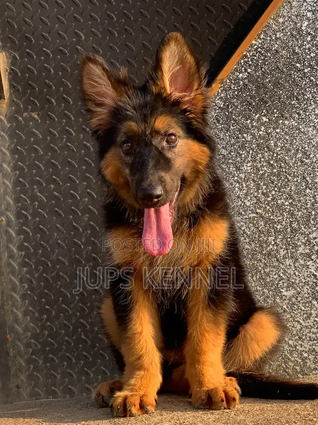 1-3 Month Female Purebred German Shepherd Puppy - 1