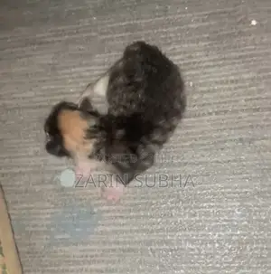 Male Mixed Breed Maine Coon Kitten (0-1 Month)