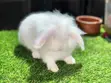 Pet Rabbits - 1