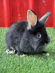 Pet Rabbits - 2