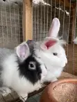 Pet Rabbits - 3