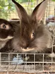 Pet Rabbits - 4
