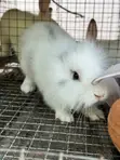 Pet Rabbits - 5