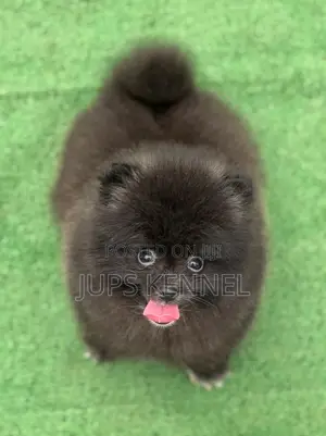 Purebred Pomeranian Puppy (1-3 Months Old)