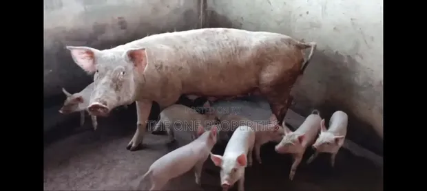 Pigs Farm for Sale at Nsawam Voltic - 1