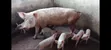 Pigs Farm for Sale at Nsawam Voltic - 1
